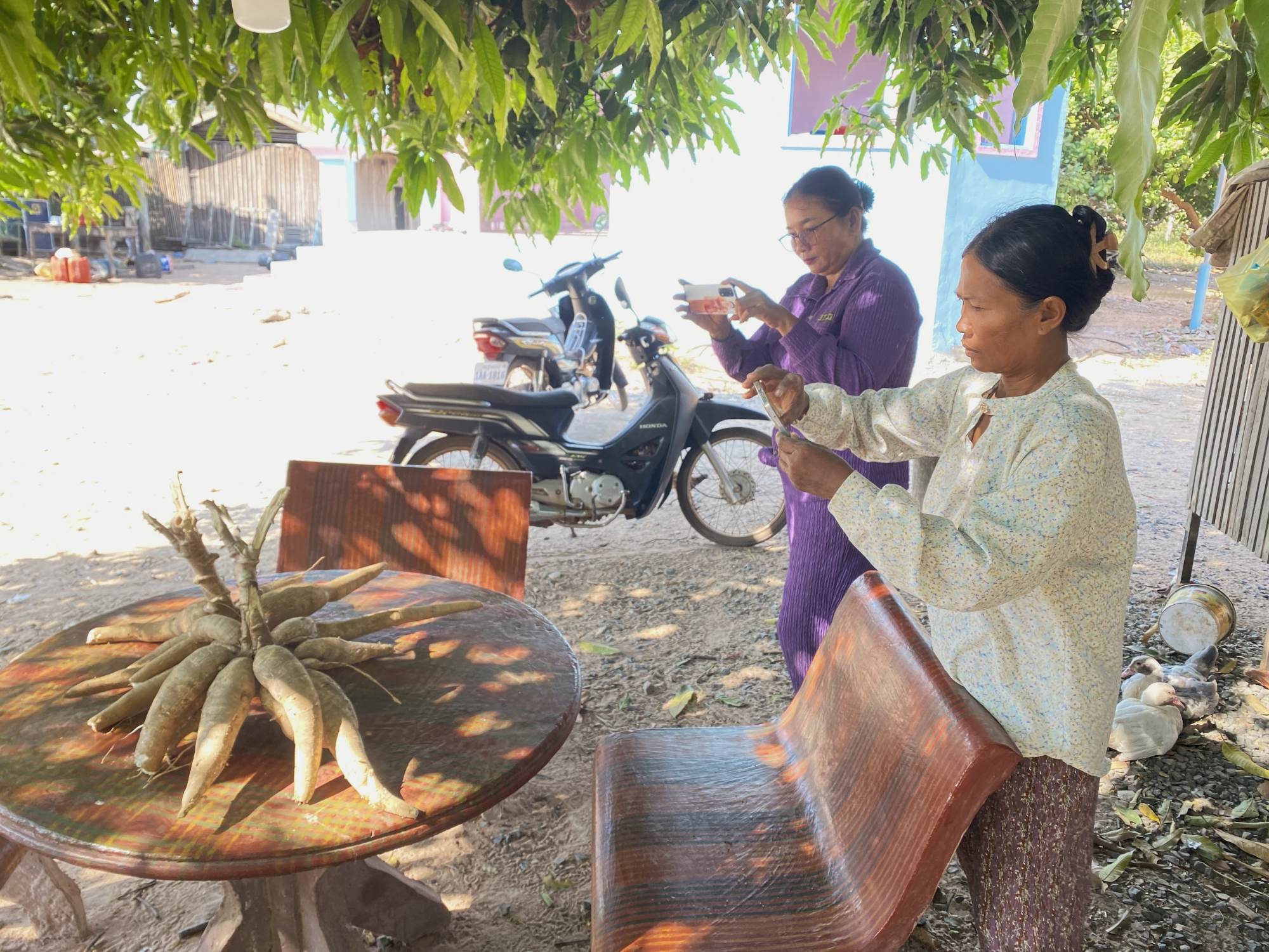 Two female members of an agriculture cooperative take photos of produce on a table