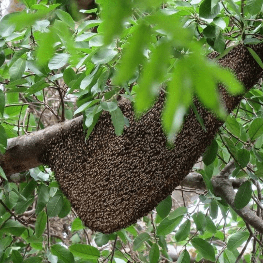 Bee hive in a tree.