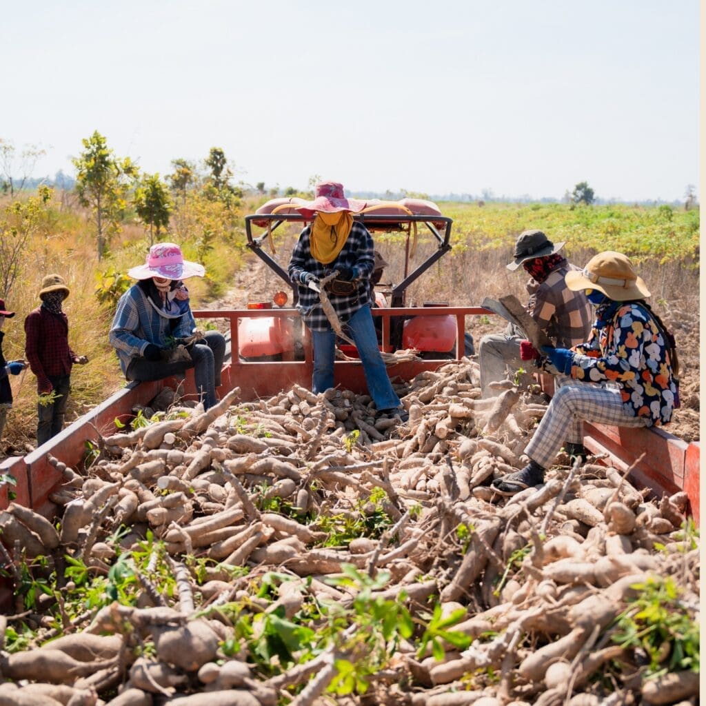 Harvested cassava