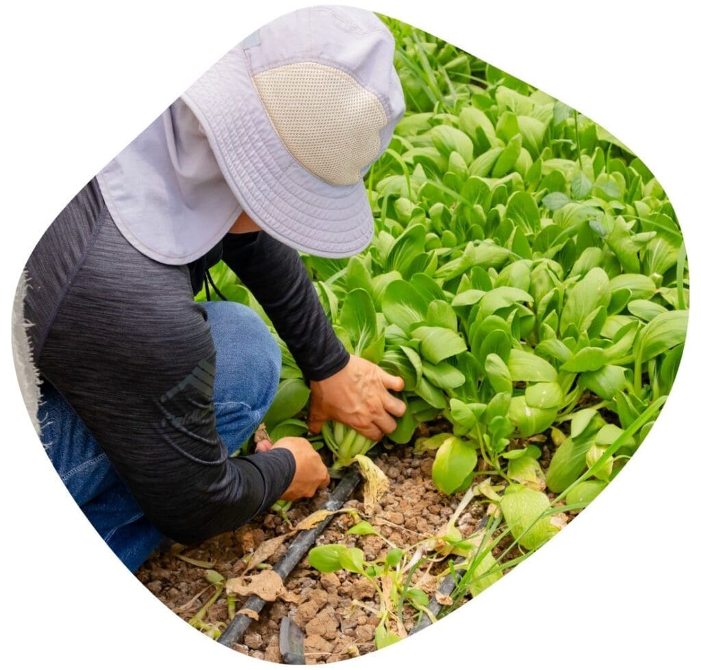 A close-up of an entrepreneur crouching in a field of greens inspecting an irrigation tube.