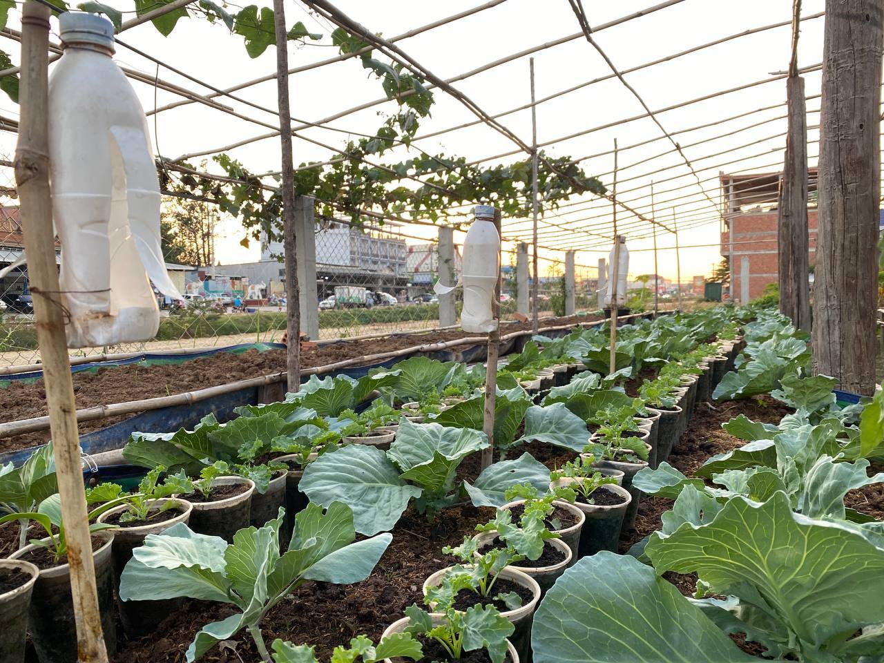 Greenhouse scene with rows of thriving cabbage plants in pots. Repurposed plastic bottles serve as irrigation, under a soothing sunset sky.