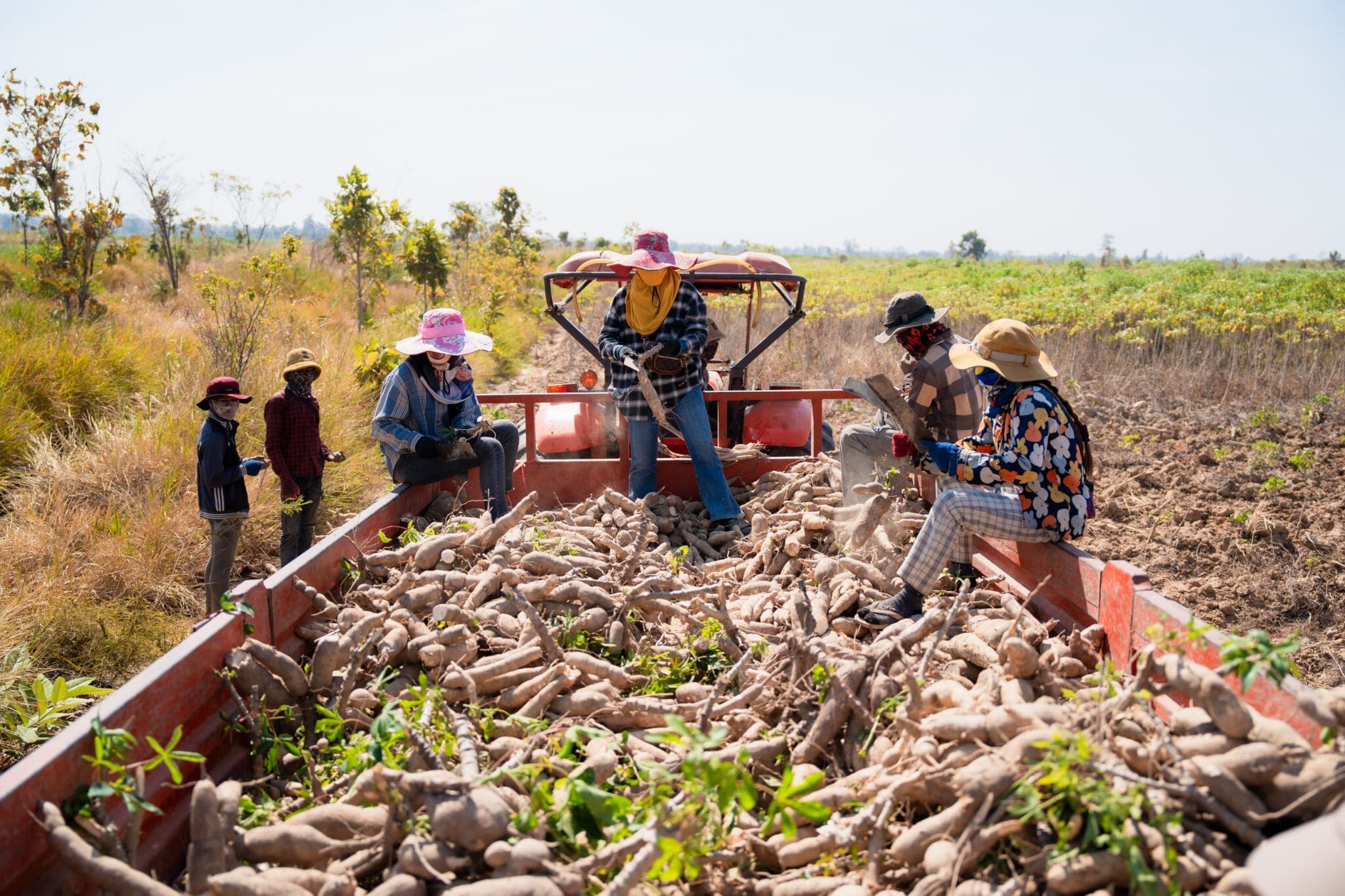 Farmers in colorful hats ride a tractor trailer filled with harvested cassava roots on a sunny day, surrounded by open fields and trees.