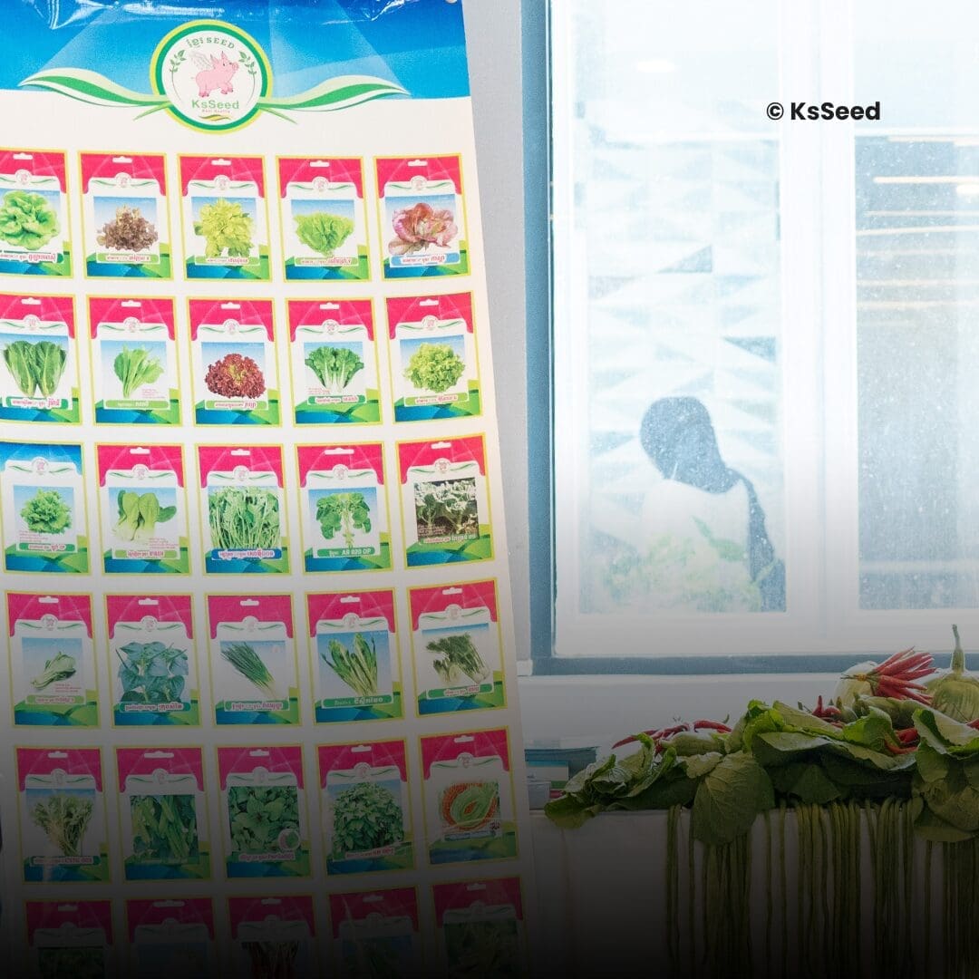 Featured image for Locally Produced Seeds for Cambodian Farmers — KsSeed